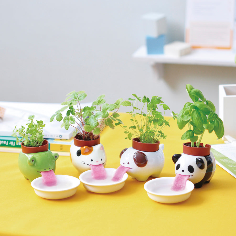 panda pot plant Peropon Panda Basil Plant – PRESENT
