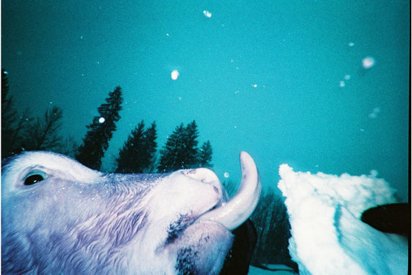 Simple Use Reloadable Film Camera LomoChrome Purple
