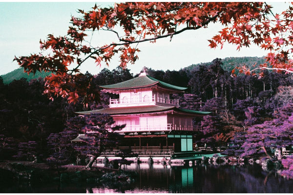LomoChrome Purple 35mm Film