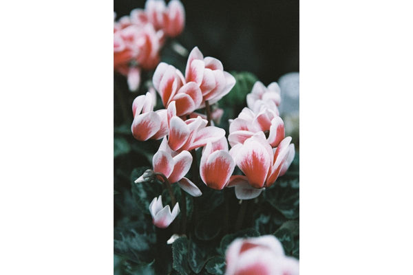 LomoChrome Color ’92 35mm Film