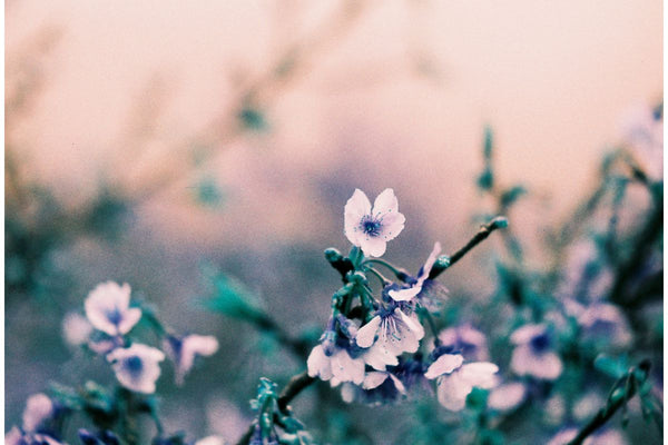 LomoChrome Turquoise 35mm Film