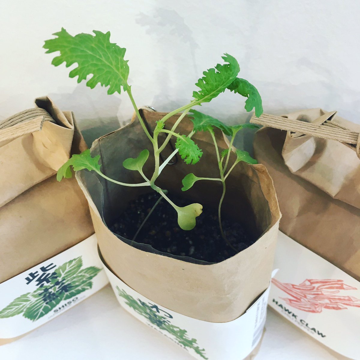 Shiso Japanese Basil Kit  PRESENT