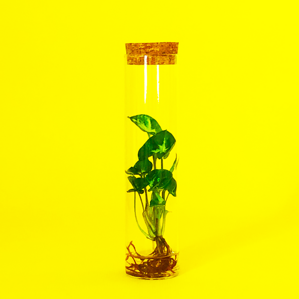 Caribbean Waterplant In Glass Tube