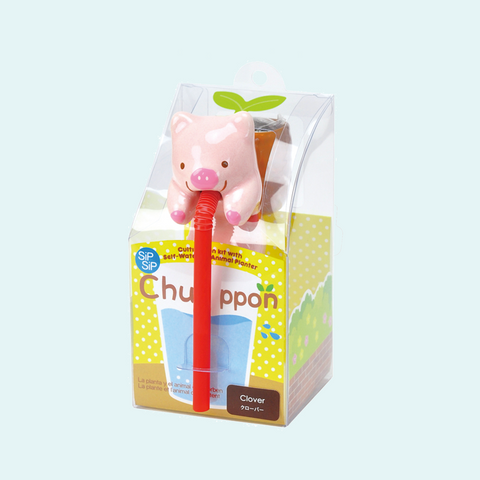Chuppon Piggy Clover Plant