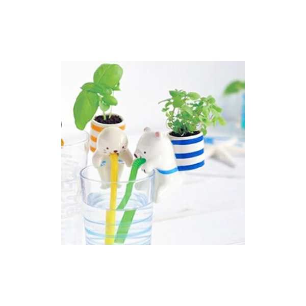 Chuppon Polar Bear Mint Plant